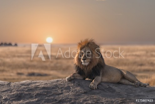 Bild på A male lion is sitting on the top of the rock looking for his area  He looks so gorgeous 